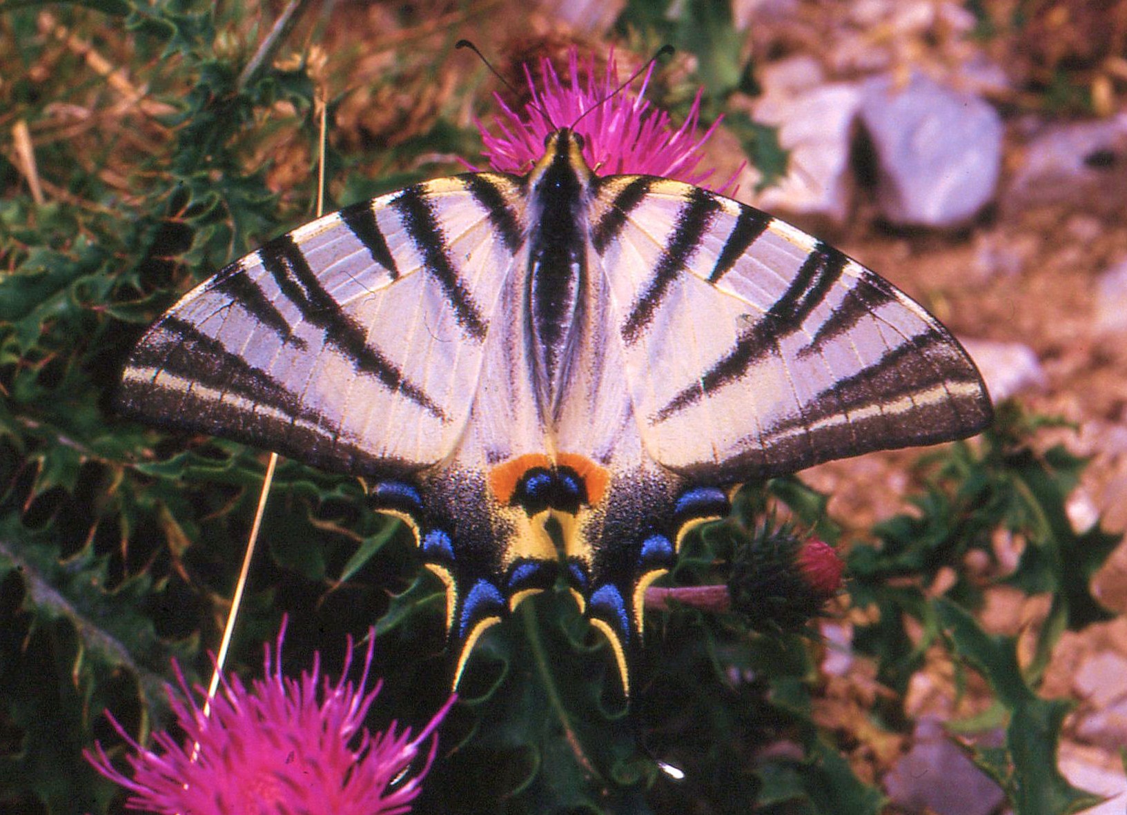 Fam. Papilionidae. Italia, By Vittorio Bertazzi (analogue)